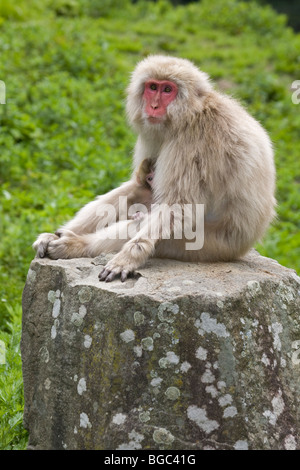 Macaque japonais mère sur rock, nouveau-né peering out (Macaca fuscata) Banque D'Images