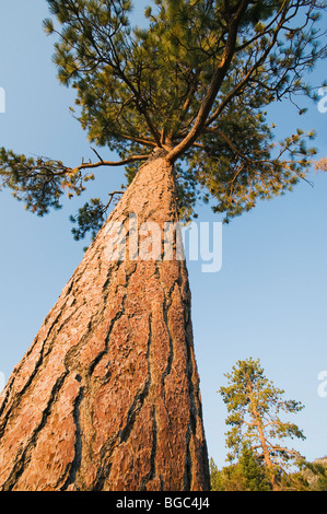 Le pin ponderosa (Pinus ponderosa) Parc d'État Sand Harbor, Lake Tahoe, Nevada Banque D'Images
