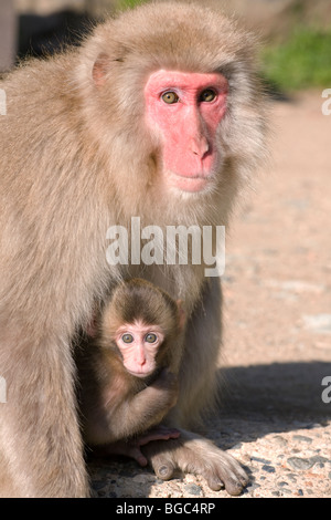 Macaque japonais mère portant bébé nouveau-né Banque D'Images