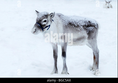 Un veau de rennes dans la neige, Laponie, Finlande Banque D'Images