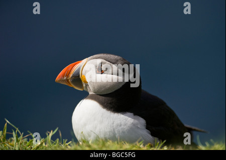 Macareux moine (Fratercula arctica), l'Île Treshnish, Ecosse, Royaume-Uni, Europe Banque D'Images