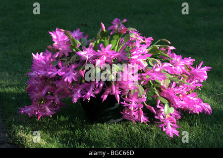 Cactus DE NOËL Schlumbergera x buckleyi Banque D'Images