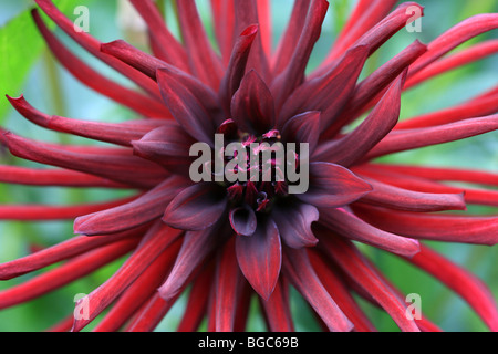 Dahlia Cactus fleur rouge écarlate Orfeo Banque D'Images