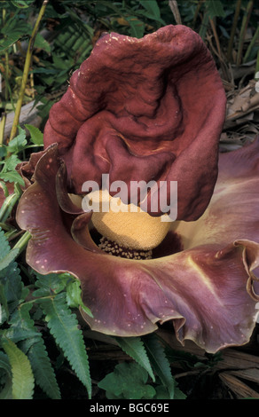 Pied d'Eléphant yam, Whitespot arum géant ou Stink lily (Amorphophallus paeoniifolius), Parc national de Taman Negara, Malaisie, Sou Banque D'Images
