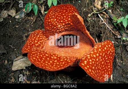 Rafflesia arnoldii, la floraison, la province de Sumatra Barat, Sumatra, Indonésie, Asie du sud-est Banque D'Images