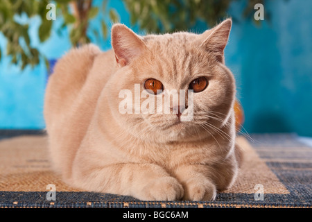 British Shorthair cat lying down Banque D'Images