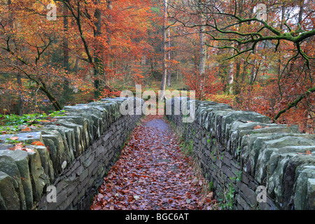 Passerelle sur la rivière Brathay. Près de Ambleside Lake District, UK. Couleurs d'automne, rouge, jaune, orange feuilles. Banque D'Images