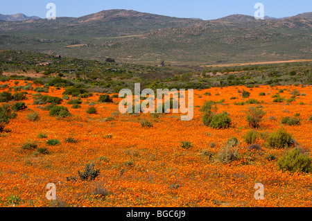 Spring Flower meadow dans le Skilpad Réserve naturelle en Mamieskron, Namaqualand, Afrique du Sud, l'Afrique Banque D'Images