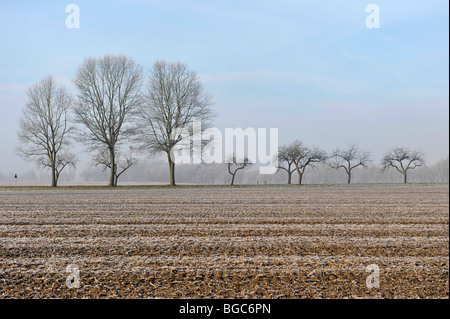 Rangée d'arbres dans une rue derrière un champ Banque D'Images