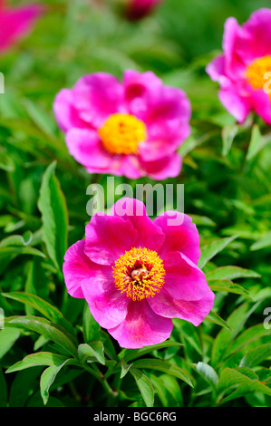 La pivoine (Paeonia officinalis commune) Banque D'Images