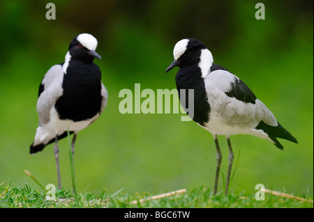 Forgeron forgeron ou vanneaux pluviers (Vanellus armatus) Banque D'Images