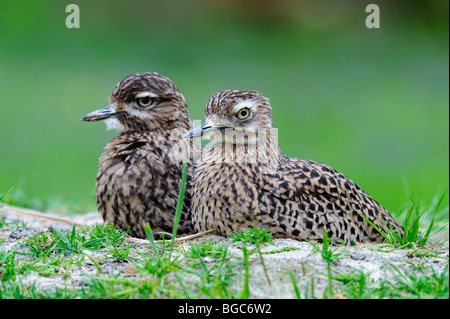 Spotted thick-genoux (Burhinus capensis) Banque D'Images