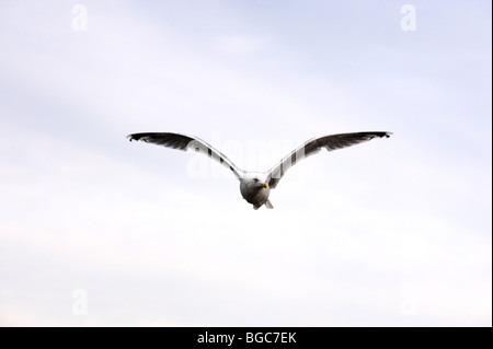 Goéland argenté (Larus argentatus), battant Banque D'Images