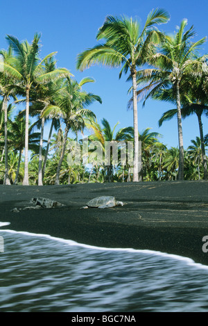 Des tortues de mer vertes (Chelonia mydas), en voie de Punalu'u Black Sand Beach, Hawaii. Banque D'Images