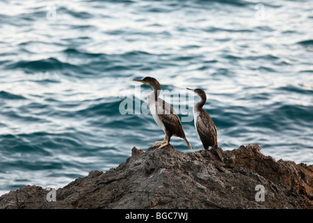 Grands Cormorans (Phalacrocorax carbo) sur un rocher au bord de la mer, de la Croatie, de l'Europe Banque D'Images