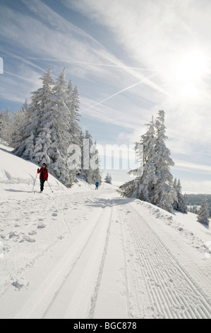 Forêt d'hiver avec une piste de ski de fond et les skieurs Banque D'Images