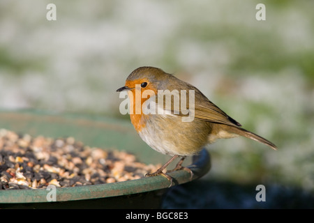 Rougegorge familier Erithacus rubecula aux abords des profils perché sur feeder Banque D'Images
