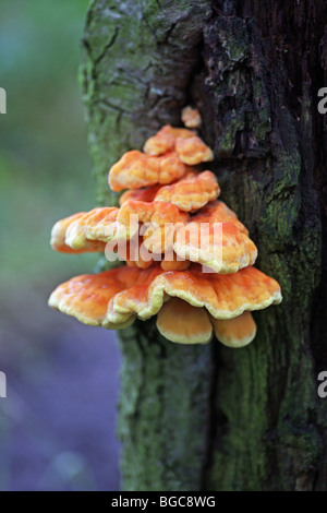 Le support d'orange ou de l'étagère (champignon) connu sous le nom de : sulphureus Poulet des bois ou plateau de soufre Banque D'Images