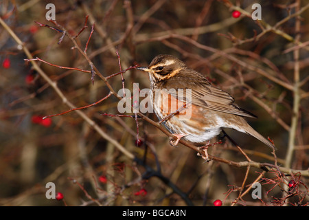 Redwing Turdus iliacus berry laden haie Banque D'Images