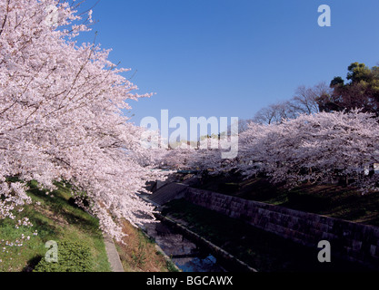 Les fleurs de cerisier à Yamazaki River Banque D'Images