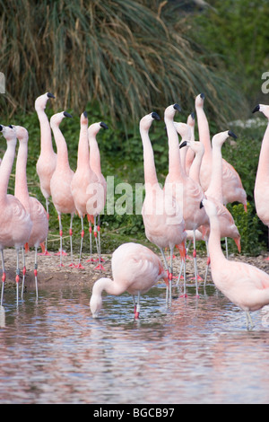 Les flamants du Chili Phoenicopterus chilensis. La signalisation 'tête'. Wildfowl and Wetlands Trust, Slimbridge, Gloucestershire. Banque D'Images