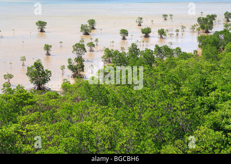 L'île d'Iriomote, mangrove, Île Taketomi, Okinawa, Japon Banque D'Images