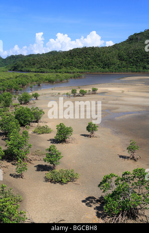 L'île d'Iriomote, mangrove, Île Taketomi, Okinawa, Japon Banque D'Images