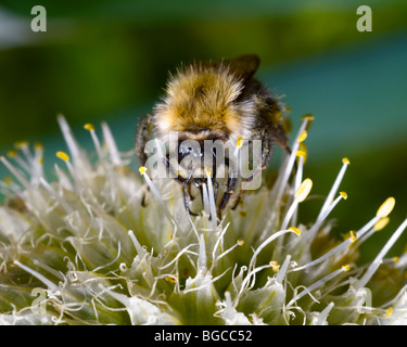 Bourdon sur une fleur, Perm, Russie Banque D'Images