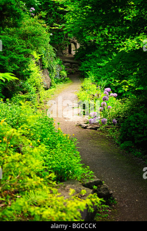 Sentier de randonnée dans une forêt ensoleillée en Ontario Canada Banque D'Images