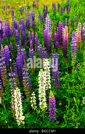 Violet et rose lupin jardin fleurs sauvages à Terre-Neuve Banque D'Images