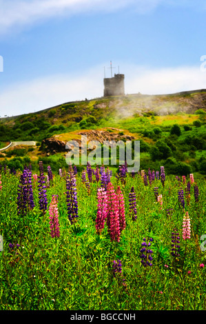 Lupin jardin fleurs sauvages près de Signal Hill à Saint John's, Terre-Neuve Banque D'Images