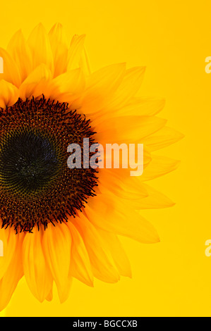 Close up de fleurs de tournesol sur fond jaune Banque D'Images