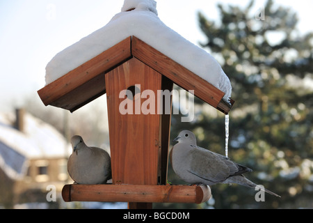 Deux d'eurasie Tourterelles turques (Streptopelia decaocto) sur mangeoire pour oiseaux mangeoire à oiseaux / / table dans la neige en hiver Banque D'Images