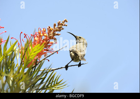 Collier Double moindre Sunbird se nourrissant de fleur Banque D'Images