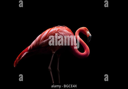 Flamingo debout sur deux jambes Banque D'Images