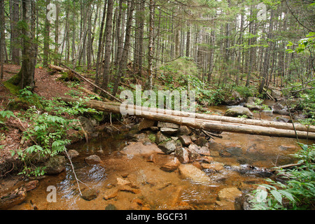 Pont le long sentier de l'étang de Nancy, qui traverse le ruisseau, dans l'encoche Pemigewasset Wilderness des Montagnes Blanches du New Hampshire. Banque D'Images