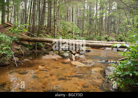 Pont le long sentier de l'étang de Nancy, qui traverse le ruisseau, dans l'encoche Pemigewasset Wilderness des Montagnes Blanches du New Hampshire. Banque D'Images