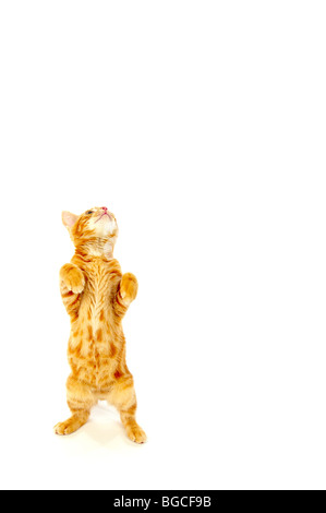 Ginger kitten debout sur ses pattes sur fond blanc Banque D'Images