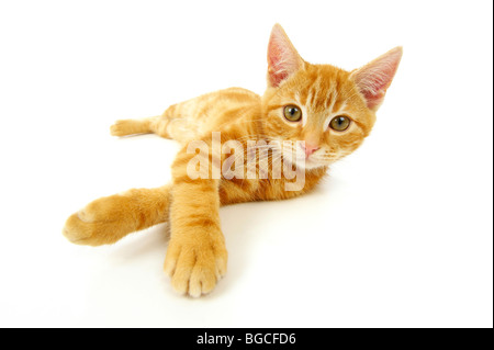 Ginger kitten on white background Banque D'Images