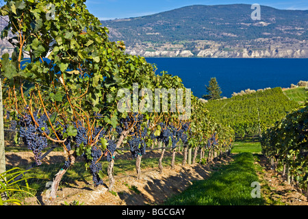 Des grappes de raisins rouges qui poussent sur des vignes à Bonitas Winery, Summerland, région Okanagan-Similkameen, de l'Okanagan, en Colombie-Britannique Banque D'Images