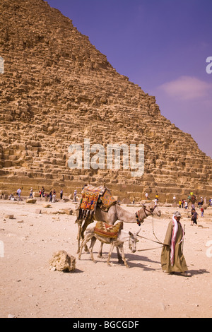 Les chameaux et les touristes à la Pyramides de Gizeh où les visiteurs peuvent monter des chameaux en échange d'un supplément Gizeh Egypte Banque D'Images