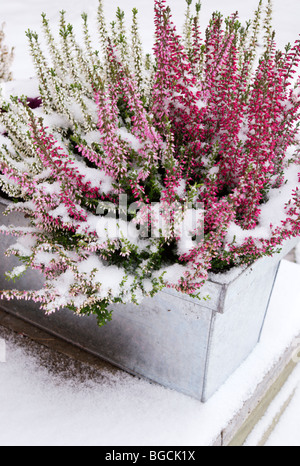 Bruyères (Calluna vulgaris) en zinc contenant recouvert dans de la neige légère Banque D'Images