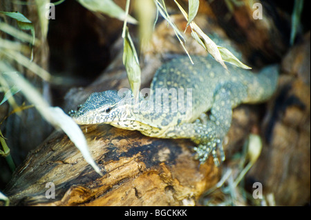 Varan du Nil (Varanus niloticus) Banque D'Images