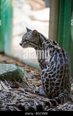 (Margay Leopardus wiedii) Banque D'Images