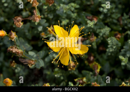 St John's Wort, Äkta johannesört (Hypericum perforatum) Banque D'Images