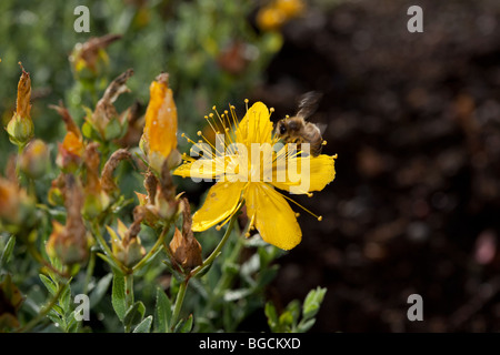 St John's Wort, Äkta johannesört (Hypericum perforatum) Banque D'Images