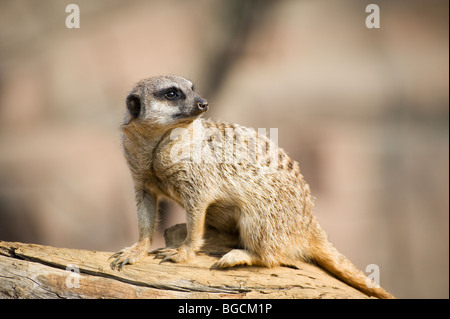 Les suricates (Suricata suricata queue) Banque D'Images