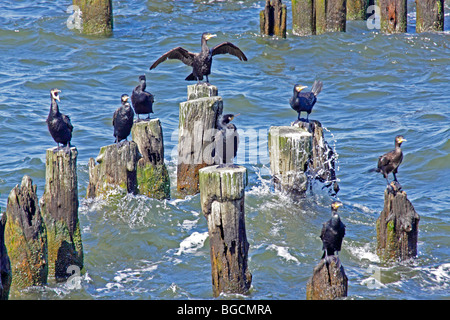 À côté de grands cormorans, d'Heringsdorf Usedom Island, Schleswig-Holstein, Allemagne Banque D'Images