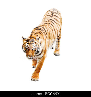 Tiger isolated on white Banque D'Images