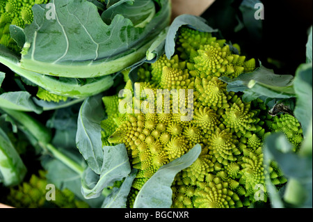 Roman de chou-fleur ou Romanesco Brocoli (Brassica oleracea) Banque D'Images